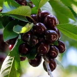 Cross-Pollinating Cherry Collection | Kordia, Merchant & Regina -Roots Plants FRU0183 1 673421f9 4589 4e74 9f6e 04ac6fc3452a