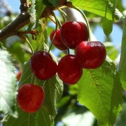 Hartland Patio Cherry Tree 7 Hartland Patio Cherry Tree -Roots Plants FRU0185 1