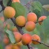 Tomcot Apricot Tree 1 Tomcot Apricot Tree -Roots Plants FRU0187 1
