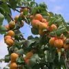 Flavourcot Apricot Tree 2 Flavourcot Apricot Tree -Roots Plants FRU0192 1