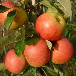 Best Apple Trees For Any Purpose | Growers' Choice -Roots Plants FRU0198 1 70978692 a209 4b46 8cbb 530aae2e2b83