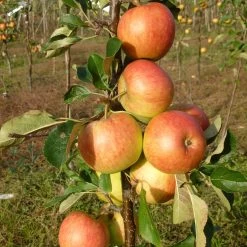James Grieve Apple Tree | Dwarf Rootstock -Roots Plants FRU0198 2