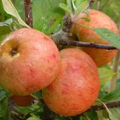 Sunset Apple Tree -Roots Plants FRU0204 2