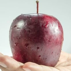 Spartan Apple Tree -Roots Plants FRU0207 1