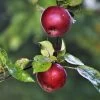 Spartan Apple Tree -Roots Plants FRU0207 3