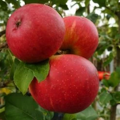Endless Apples Collection | Scrumptious, Braeburn Hillwell, James Grieve & Red Windsor 12 Endless Apples Collection | Scrumptious, Braeburn Hillwell, James Grieve & Red Windsor -Roots Plants FRU0209 1 a5689da6 17fb 4563 9df5 0946950bfc4d