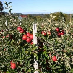 Endless Apples Collection | Scrumptious, Braeburn Hillwell, James Grieve & Red Windsor 13 Endless Apples Collection | Scrumptious, Braeburn Hillwell, James Grieve & Red Windsor -Roots Plants FRU0209 2 5f557653 f44f 4218 9189 4825c500cd76