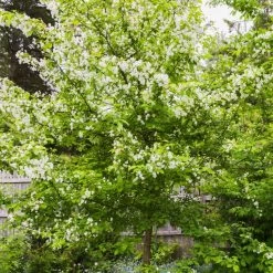 Red Windsor® Apple Tree 14 Red Windsor® Apple Tree -Roots Plants FRU0210 5