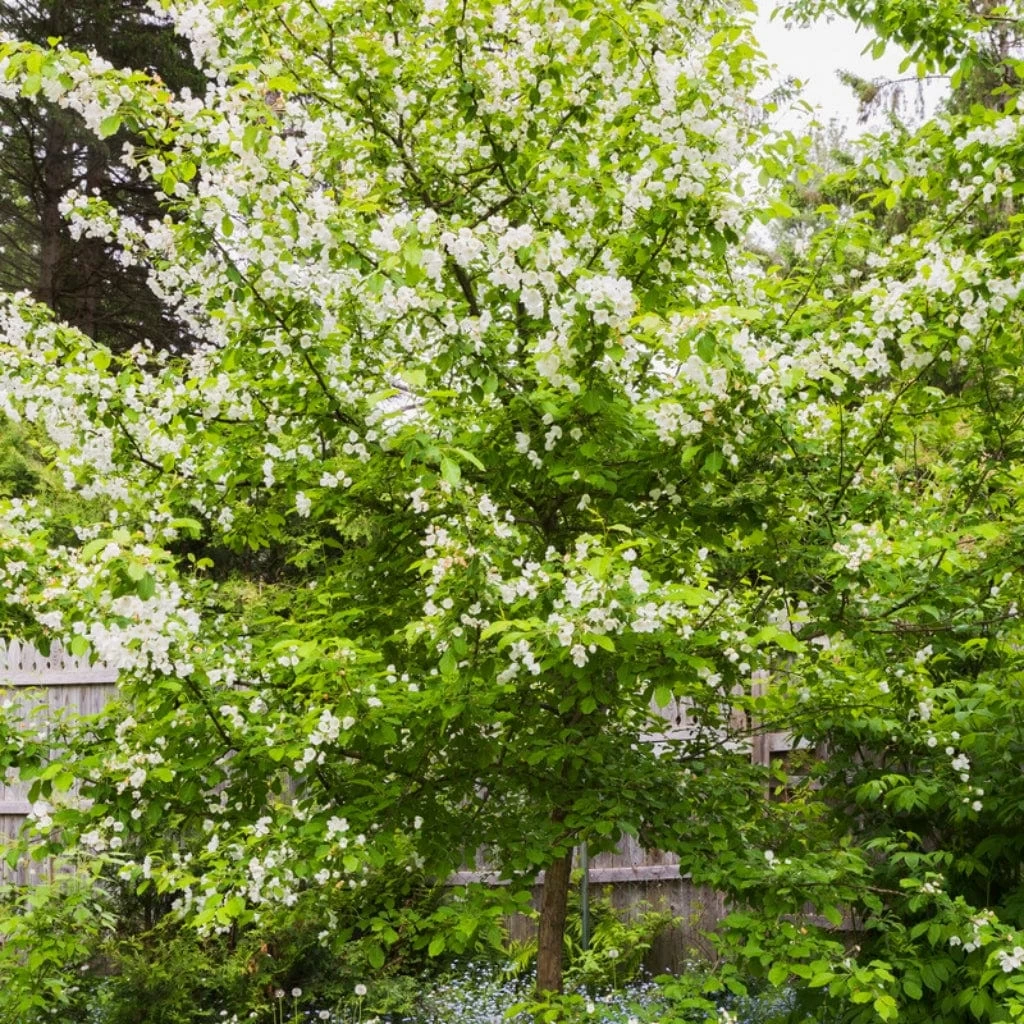 Red Windsor® Apple Tree 7 Red Windsor® Apple Tree - Image 5