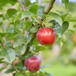 Red Windsor® Apple Tree 12 Red Windsor® Apple Tree -Roots Plants FRU0210 7