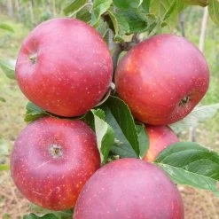 Red Windsor® Apple Tree 15 Red Windsor® Apple Tree -Roots Plants FRU0211 2