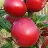 Red Devil Apple Tree -Roots Plants FRU0213 1