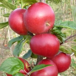 Red Devil Apple Tree -Roots Plants FRU0213 2