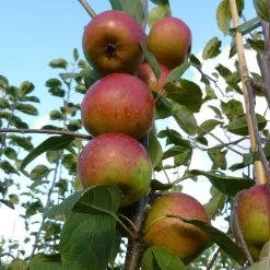 Laxton's Superb Apple Tree -Roots Plants FRU0215 2