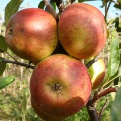 Laxton's Superb Apple Tree -Roots Plants FRU0215 3