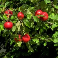 Katy Apple Tree -Roots Plants FRU0217 4