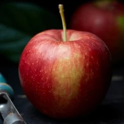 Jonagold Apple Tree -Roots Plants FRU0219 2