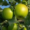 Granny Smith Apple Tree 1 Granny Smith Apple Tree -Roots Plants FRU0227 1