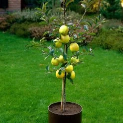 Golden Delicious Apple Tree 13 Golden Delicious Apple Tree -Roots Plants FRU0228 3