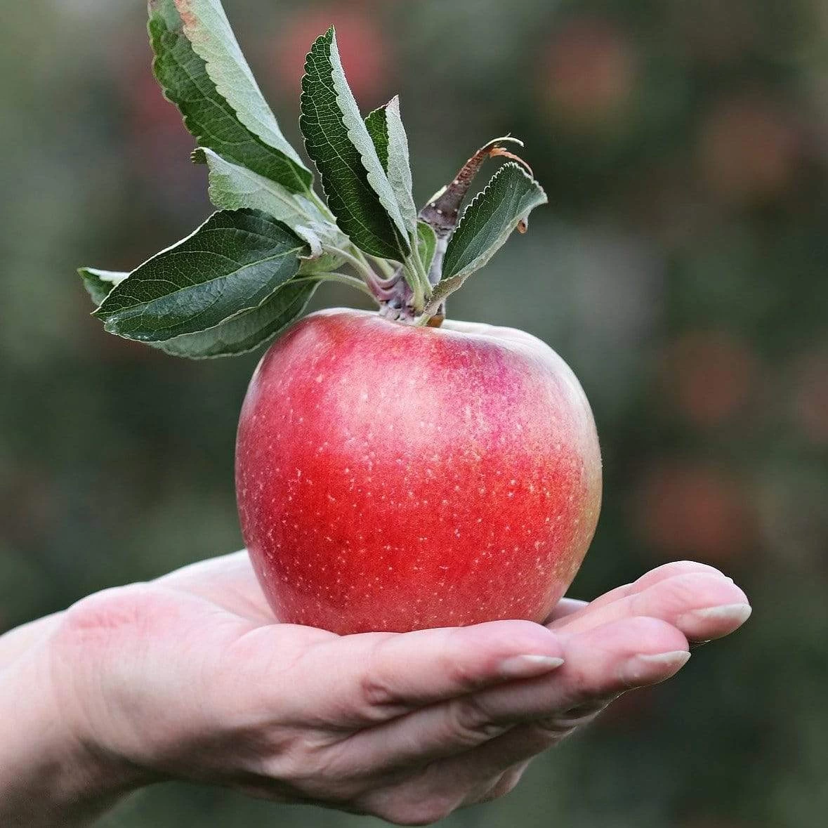 Gala Apple Tree 3 Gala Apple Tree