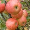 Elstar Apple Tree -Roots Plants FRU0239 1