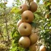 Egremont Russet Apple Tree Dwarfing Rootstock -Roots Plants FRU0241 1