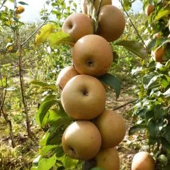 Best Apple Trees For Any Purpose | Growers' Choice -Roots Plants FRU0241 1 c43ea40e e824 4bf5 b169 8efa7582996d