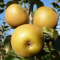 Egremont Russet Apple Tree Dwarfing Rootstock -Roots Plants FRU0241 3