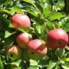 'Discovery' Semi-Dwarf Apple Tree -Roots Plants FRU0242 4