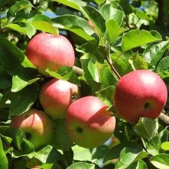 Best Apple Trees For Any Purpose | Growers' Choice -Roots Plants FRU0242 4 c500f52f b719 4fa0 ab61 312d2fff07b4