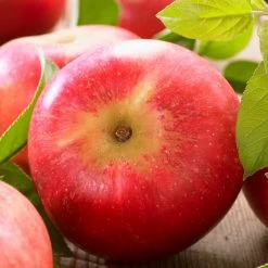 'Discovery' Semi-Dwarf Apple Tree -Roots Plants FRU0242 6