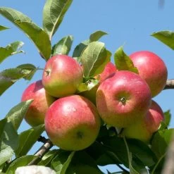 Cross-Pollinating Apple Collection | Bramley, Gala & Discovery 16 Cross-Pollinating Apple Collection | Bramley, Gala & Discovery -Roots Plants FRU0243 1 15ec1a5b 1906 4911 bd4c 19e8b2d68520