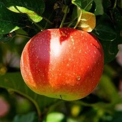 'Discovery' Semi-Dwarf Apple Tree -Roots Plants FRU0243 2
