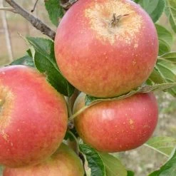 Cox's Orange Pippin Apple Tree -Roots Plants FRU0252 3