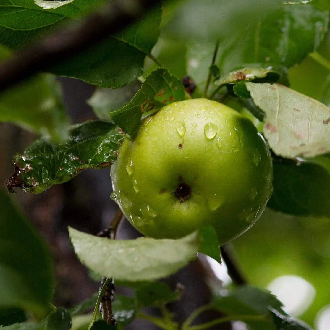 Bramley's Seedling Apple Tree 5 Bramley's Seedling Apple Tree - Image 3