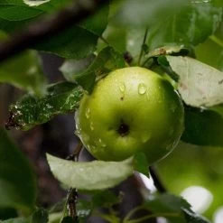 Best Apple Trees For Any Purpose | Growers' Choice -Roots Plants FRU0258 2 d2219657 39d6 4525 864b ce0571d60109
