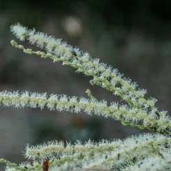 Chestnut Tree | Castanea Sativa 14 Chestnut Tree | Castanea Sativa -Roots Plants FRU0273 2