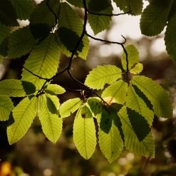 Chestnut Tree | Castanea Sativa 12 Chestnut Tree | Castanea Sativa -Roots Plants FRU0273 4