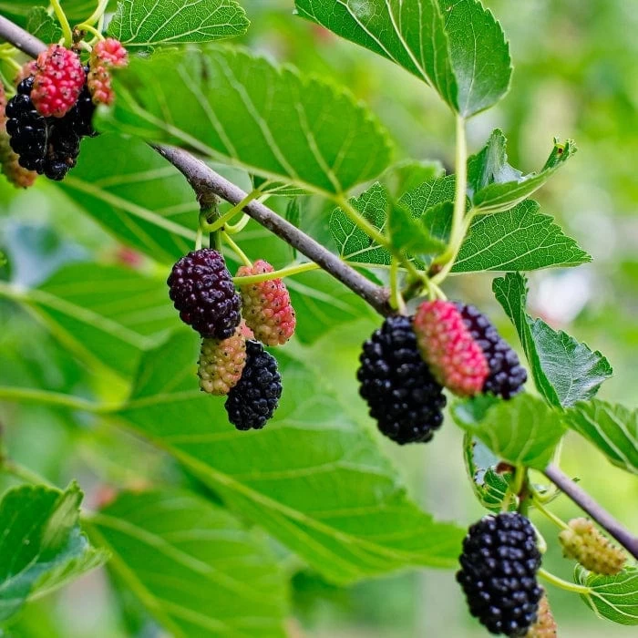 'King James' Mulberry Tree | Morus Nigra 4 'King James' Mulberry Tree | Morus Nigra - Image 2