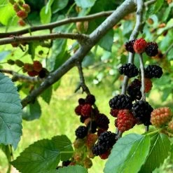 'King James' Mulberry Tree | Morus Nigra 14 'King James' Mulberry Tree | Morus Nigra -Roots Plants FRU0380 5