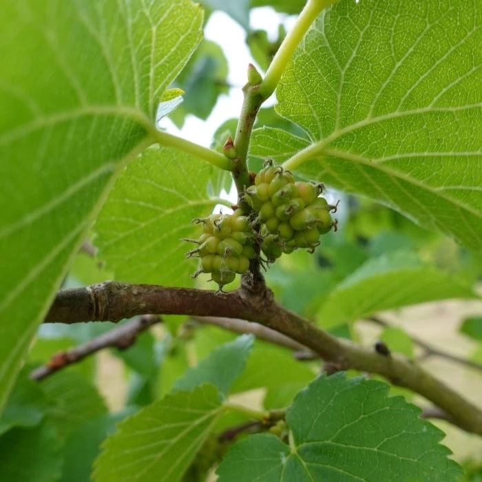 'King James' Mulberry Tree | Morus Nigra 6 'King James' Mulberry Tree | Morus Nigra - Image 4