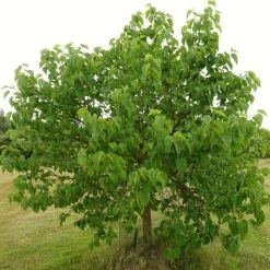 'King James' Mulberry Tree | Morus Nigra 16 'King James' Mulberry Tree | Morus Nigra -Roots Plants FRU0380 8