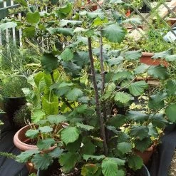 'Webb's Prize' Cobnut Tree | Corylus Avellana -Roots Plants FRU0389 4