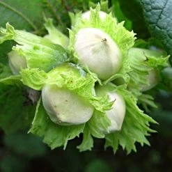 'Hall'sche Reissenuss' / 'Merveille De Bollwyller' Cobnut Tree