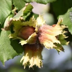 'Pearson's Prolific' / 'Nottingham Early' Filbert Tree -Roots Plants FRU0398 3