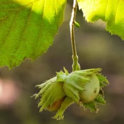 'Pearson's Prolific' / 'Nottingham Early' Filbert Tree -Roots Plants FRU0398 4