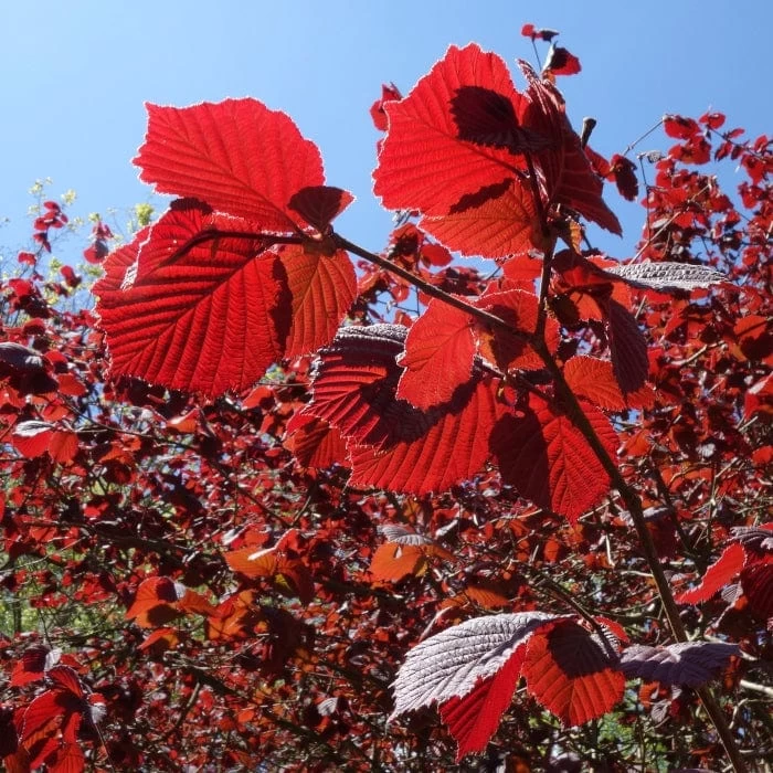 'Purpurea' Filbert Tree | Purple Filbert Tree 4 'Purpurea' Filbert Tree | Purple Filbert Tree - Image 2