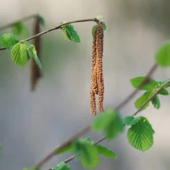 'Purpurea' Filbert Tree | Purple Filbert Tree 9 'Purpurea' Filbert Tree | Purple Filbert Tree -Roots Plants FRU0401 3