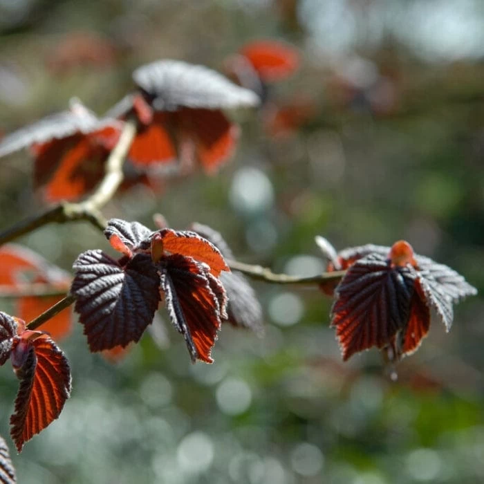 'Purpurea' Filbert Tree | Purple Filbert Tree 6 'Purpurea' Filbert Tree | Purple Filbert Tree - Image 4