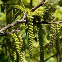 Walnut Tree | Juglans Regia 9 Walnut Tree | Juglans Regia -Roots Plants FRU0410 3